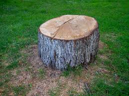 How Our Tree Care Process Works  in  Lake Sherwood, CA