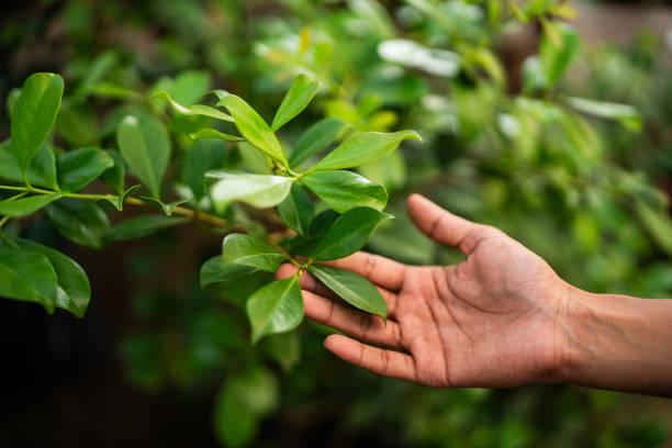 Reliable Lake Sherwood, CA Tree Services Solutions